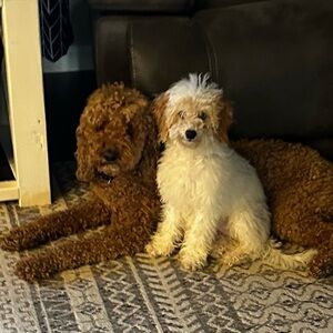 Meet your Posher, Danielle